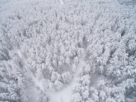 Winter coniferous snowy forest. Nature photography. Landscape top view.の写真素材