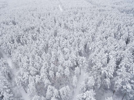 Winter coniferous snowy forest. Nature photography. Landscape top view.の写真素材