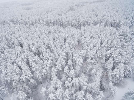 Winter coniferous snowy forest. Nature photography. Landscape top view.の写真素材