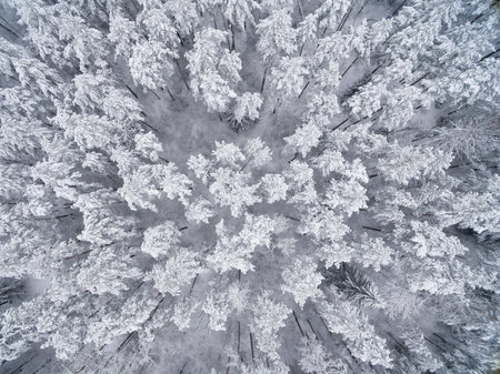 Winter coniferous snowy forest. Nature photography. Landscape top view.の写真素材