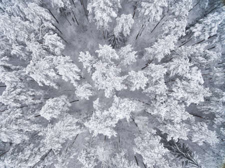 Winter coniferous snowy forest. Nature photography. Landscape top view.の写真素材