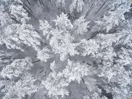 Winter coniferous snowy forest. Nature photography. Landscape top view.の写真素材