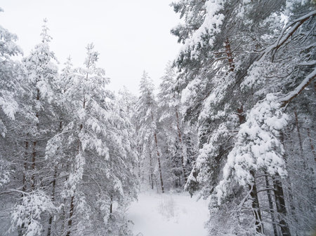 Winter coniferous snowy forest. Nature photography. Landscape side view.の写真素材