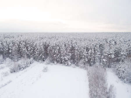 Winter coniferous snowy forest. Nature photography. Landscape side view.の写真素材