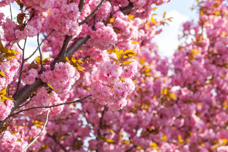 Japanese cherry or sakura tree blossom in a city park, beautiful photo of spring cityscape on a spring dayの写真素材