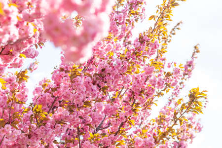 Japanese cherry or sakura tree blossom in a city park, beautiful photo of spring cityscape on a spring dayの写真素材