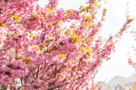 Japanese cherry or sakura tree blossom in a city park, beautiful photo of spring cityscape on a spring dayの写真素材