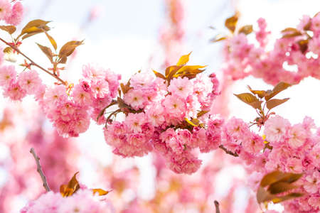 Japanese cherry or sakura tree blossom in a city park, beautiful photo of spring cityscape on a spring dayの写真素材