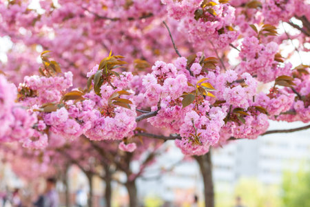 Japanese cherry or sakura tree blossom in a city park, beautiful photo of spring cityscape on a spring dayの写真素材