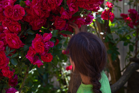 girl back looks at the bush of red rosesの写真素材
