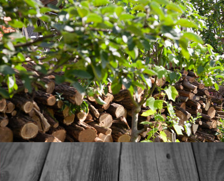 Blurred background of forest park garden with wooden table