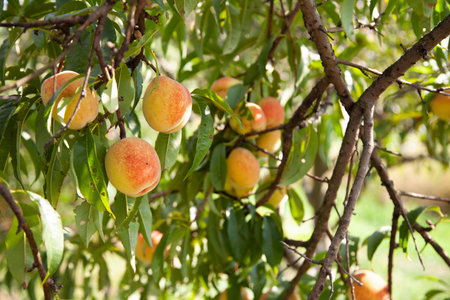 tree branches with the fruit of ripe peach flavored