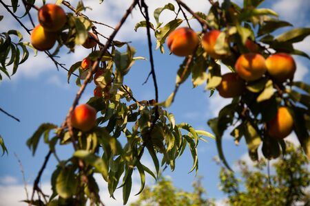 tree branches with the fruit of ripe peach flavoredの写真素材