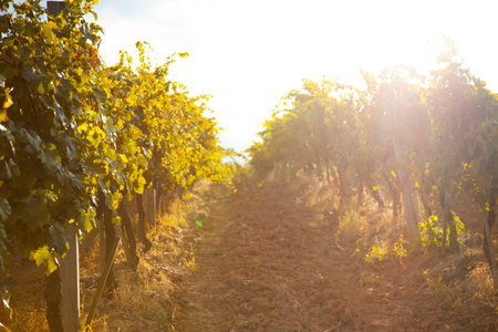 Nature, background,with Vineyard in autumn harvest. Ripe grapes in fall.