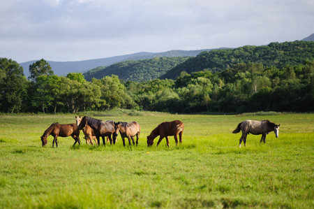 herd of horses on a beautiful meadow