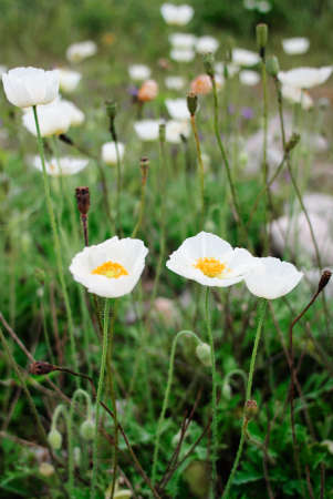 The group of white poppiesの写真素材