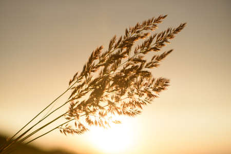Beautiful sunrise plant silhouette abstract blurred backgroundの写真素材