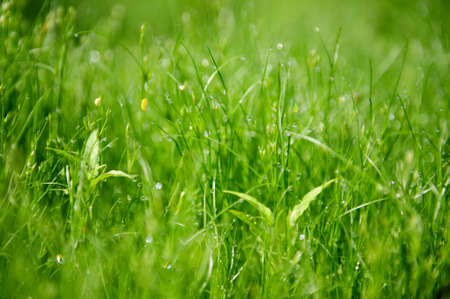 Fresh green morning grass lawn macro closeup backgroundの写真素材