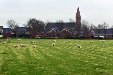Sheeps on the lawn opposite the village houses and church backgroundの写真素材