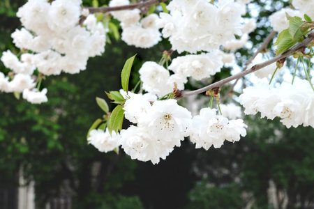 White cherry flowers on tree branch with dark green backgroundの写真素材