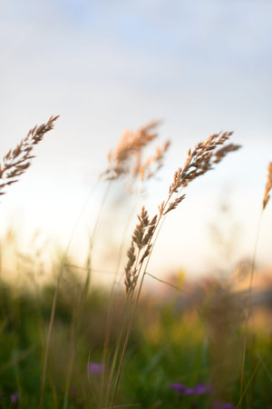 Field with wild grasses at sunset. Selective focus. Beautiful summer landscape, rural nature.