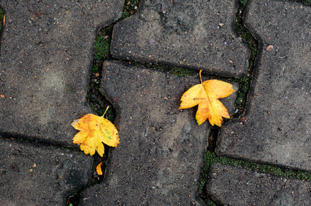 Two yellow autumn maple leaves on the ground