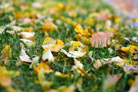 Autumn yellow leaves on green grass backgroundの写真素材