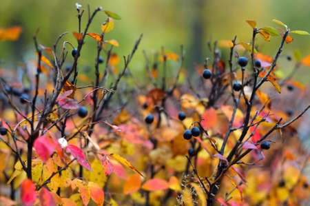 Red and orange autumn leaves blurred backgroundの写真素材