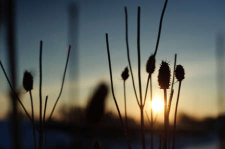 Beautiful sunrise plant silhouette abstract blurred backgroundの写真素材