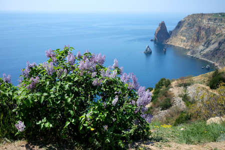 Seaside flowers in bloom in springtime in front of sea coastの写真素材