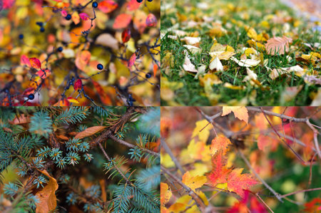 Red and orange autumn leaves blurred background. Set of 4 photos.