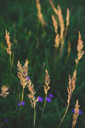 Field with wild grasses at sunset. Selective focus, blurred background, vertical viewの写真素材