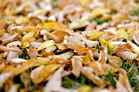 Autumn yellow leaves on green grass background