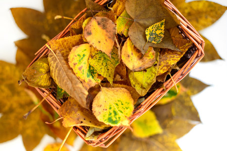 Straw basket with yellow and brown autumn leaves still life backgroundの写真素材