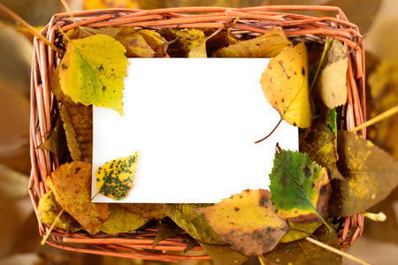 Autumn leaves in straw basket with white copy space card on natural backgroundの写真素材
