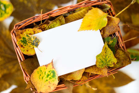 Autumn leaves in straw basket with white copy space card on natural backgroundの写真素材