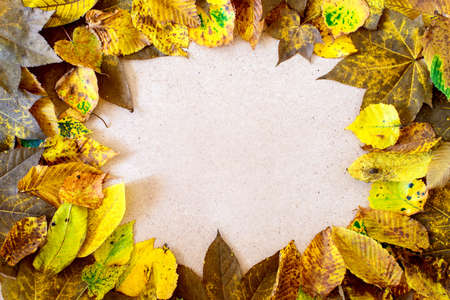 Autumn leaves ornateの写真素材