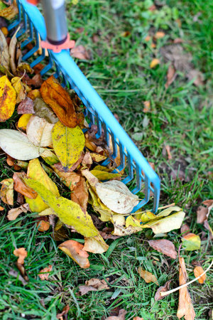 Pile of fall leaves with fan rake on green grass lawn