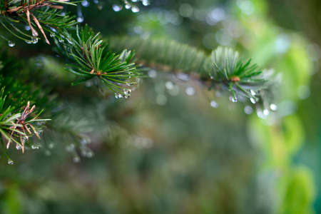 Spruce branch with drops of dew, close upの写真素材