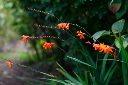 Orange flowers on dark blurred background in thr gardenの写真素材