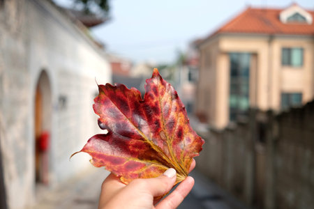 Hand holding red maple leafの写真素材