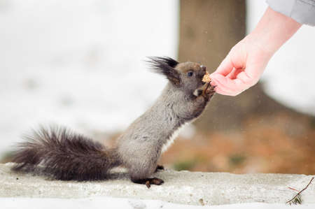 Hand feeding squirrel in snowy forestの写真素材