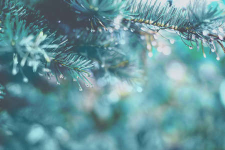 Spruce branch with drops of dew, close upの写真素材