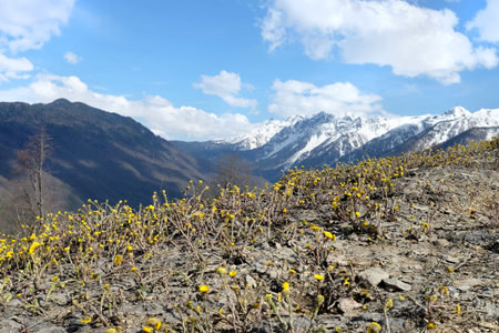 Mountain flower meadow in springtime