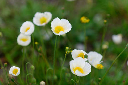 White poppies on the lawn. Blurred background.の写真素材