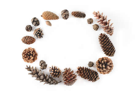 Frame made of cones various coniferous trees isolated on white, view from above. Free copy space.の写真素材