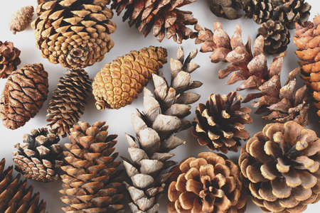 Big set of cones various coniferous trees isolated on white, view from above.の写真素材