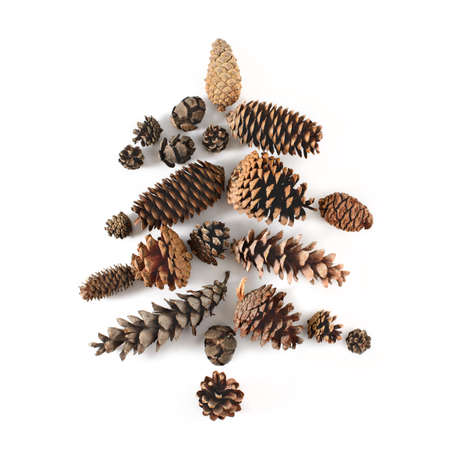 Fir-tree made of cones various coniferous trees isolated on white, view from above. Free copy space.の写真素材