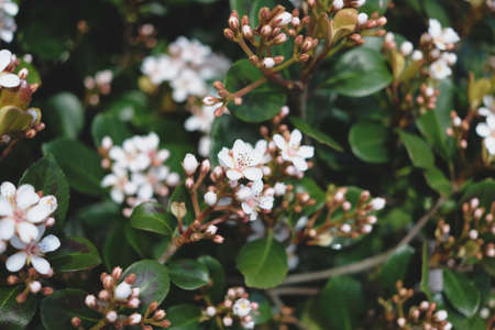 White flowers on bush branches close up background.の写真素材
