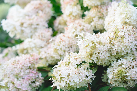 White hydrangea flowers in a garden over blurred background.の写真素材